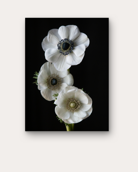 Anemone Bianco Trio Print