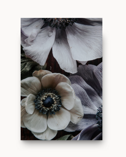 Anemone Low Light Wallpaper Mural