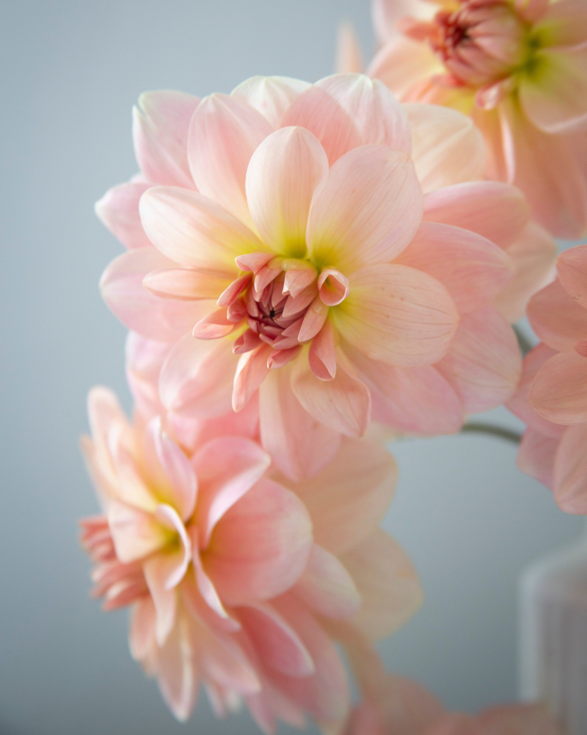 Close-up of pink flowers with a soft gray background
