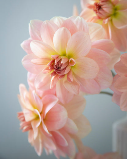 Close-up of pink flowers with a soft gray background