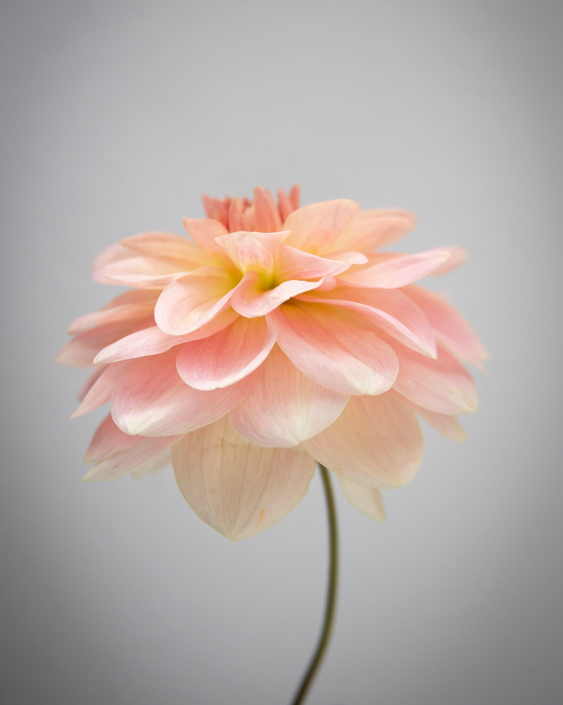Single pink flower against a gray background