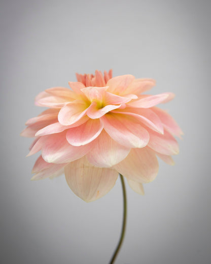 Single pink flower against a gray background