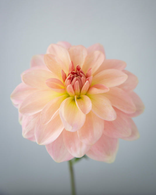 Single light pink flower against a gray background