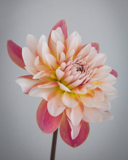 Pink and white flower with a gray background