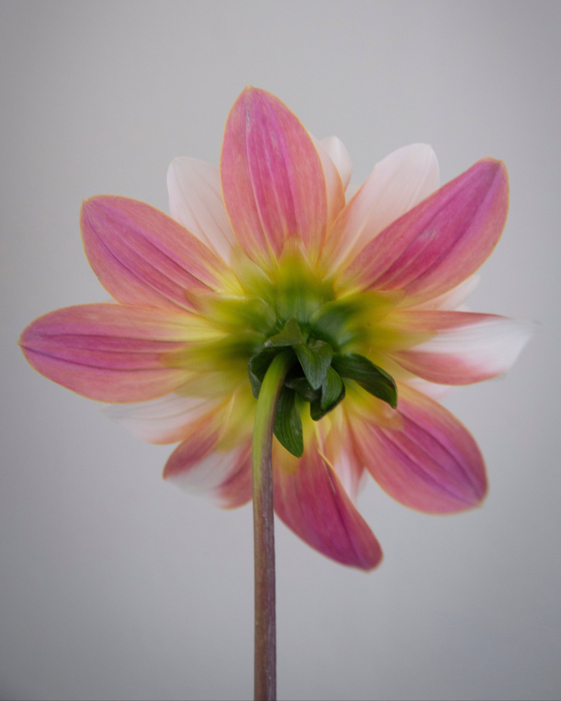 Close-up of a pink and yellow flower with a blurred gray background