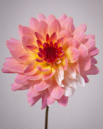 Close-up of a pink and white flower with a blurred gray background