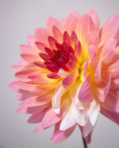 Close-up of a pink and yellow flower on a light gray background