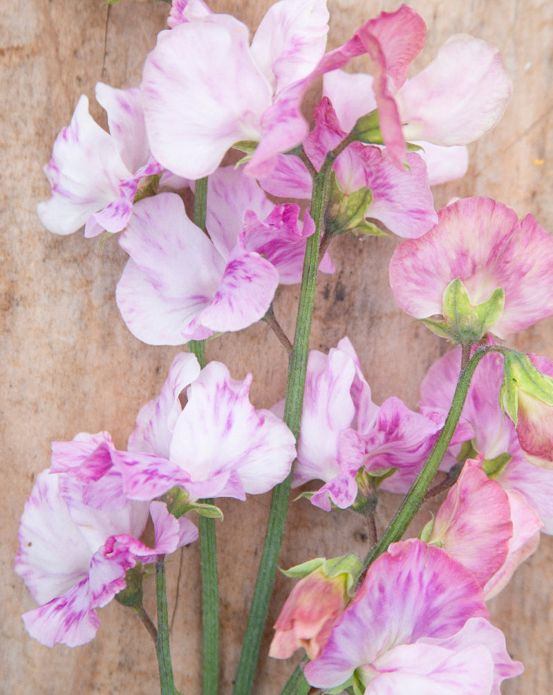 Sweet Pea Anniversary