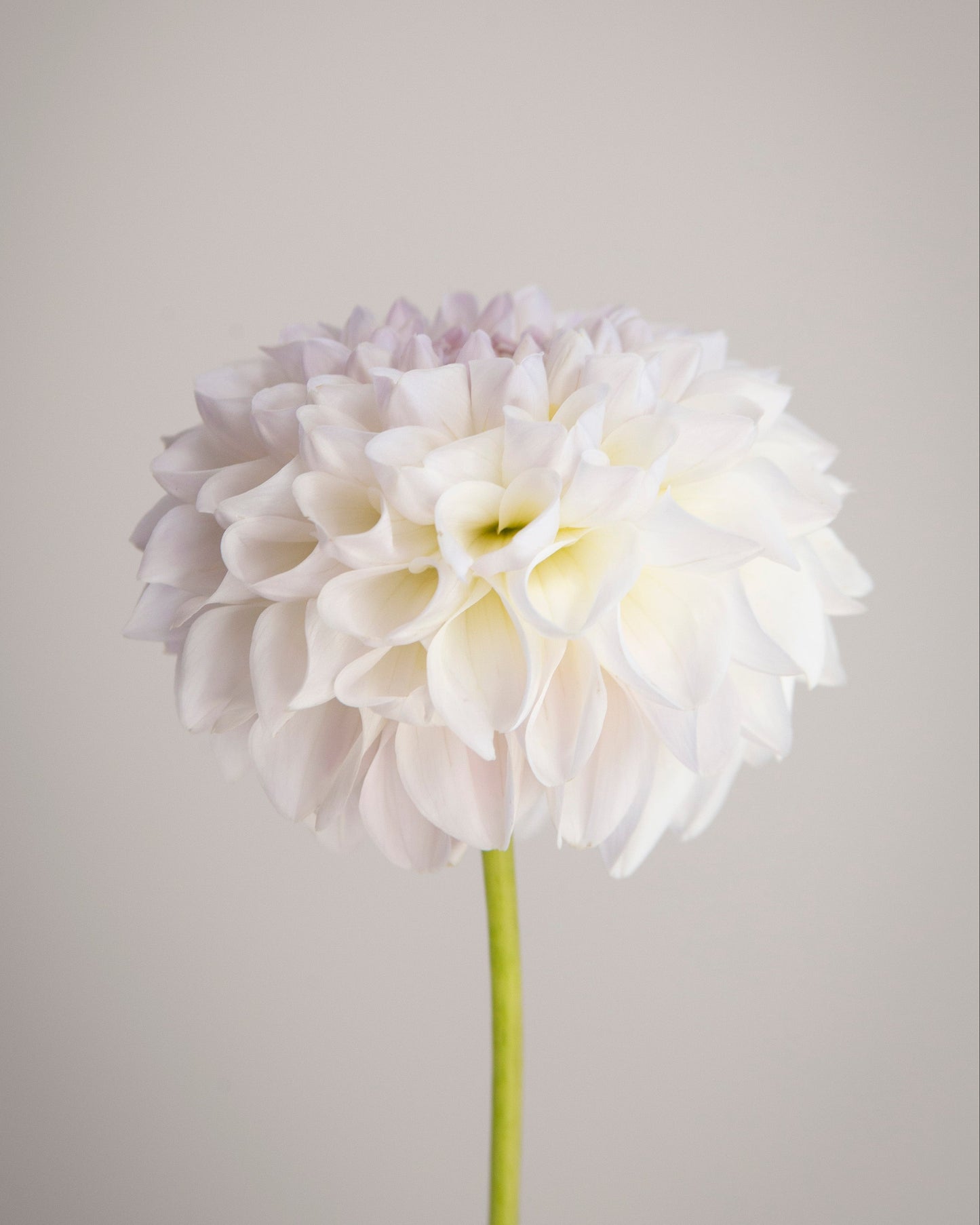 White flower with a gray background