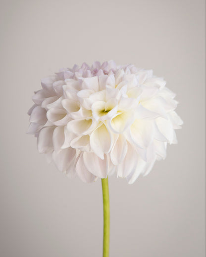 White flower with a gray background