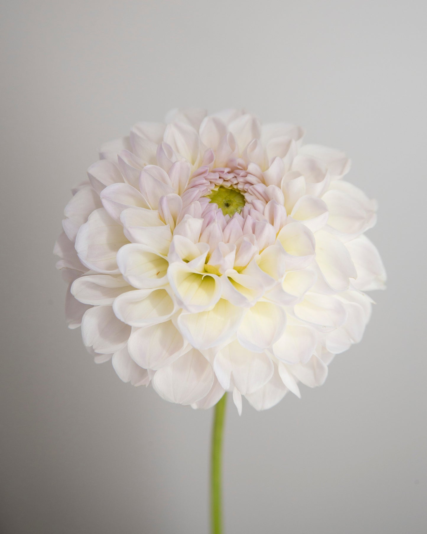 White flower with a soft focus on a light gray background