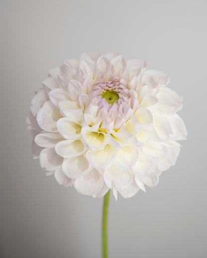 White flower with a soft focus on a light gray background