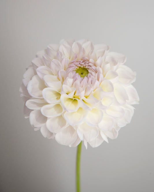 White flower with a soft focus on a light gray background