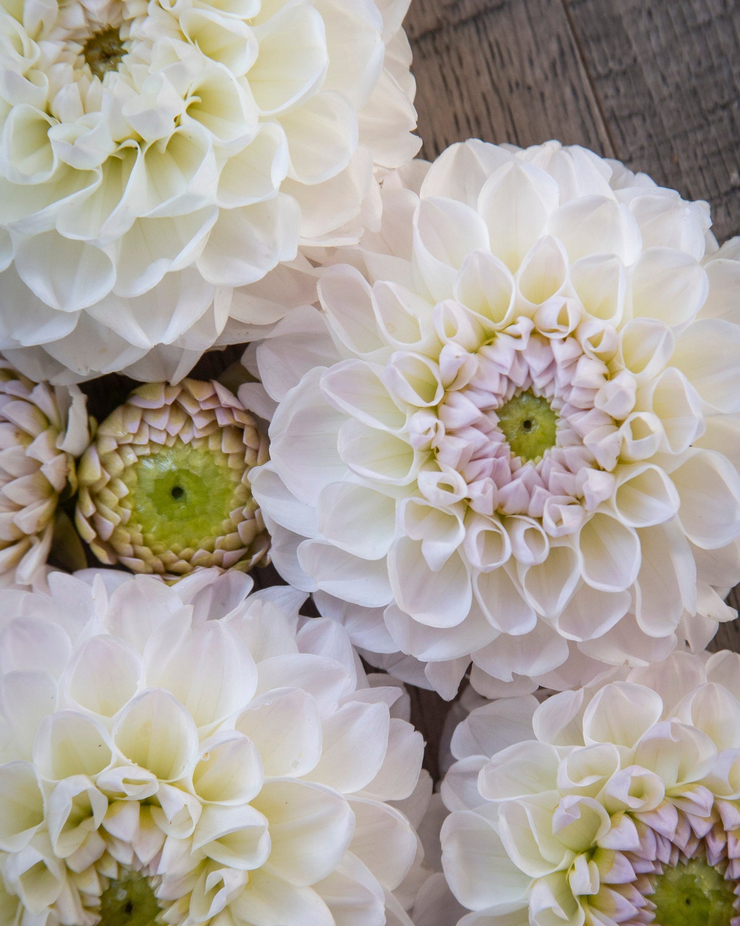 Close-up of white and light-colored flowers on a wooden surface
