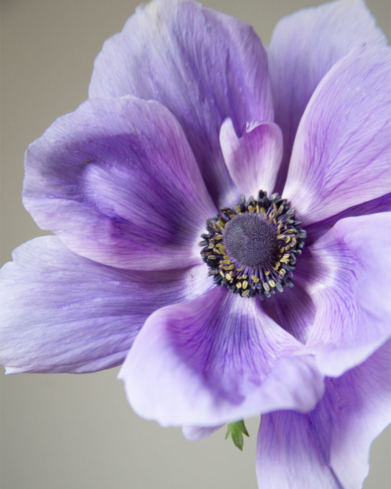 Anemone Azzurro