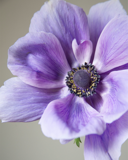 Anemone Azzurro