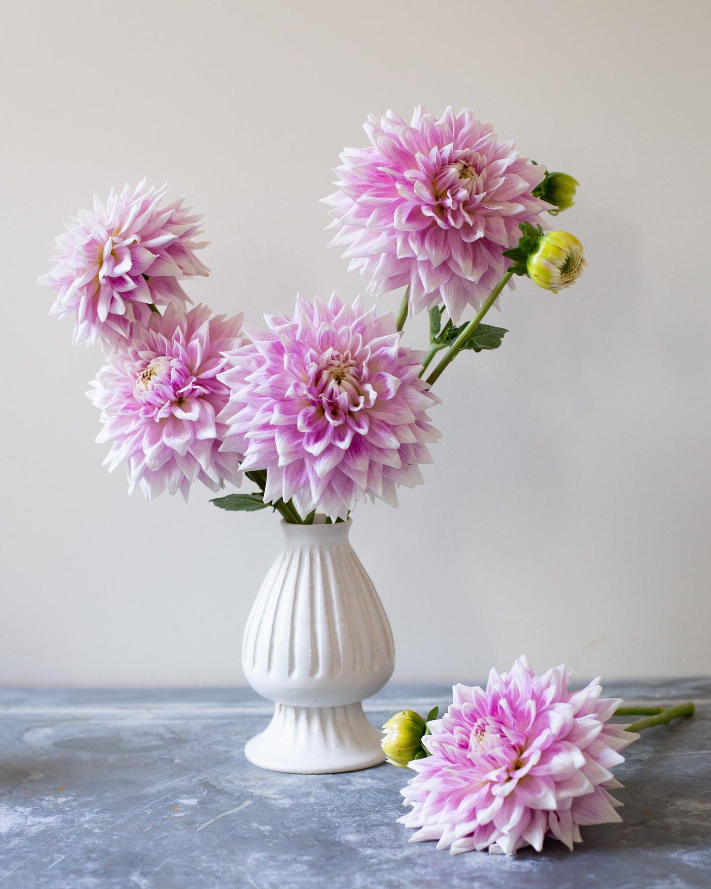 Pink dahlias in a white vase on a gray surface with a light gray background