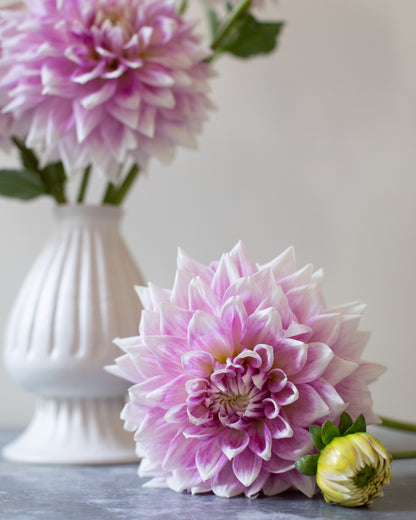 Pink dahlias in a white vase on a light background