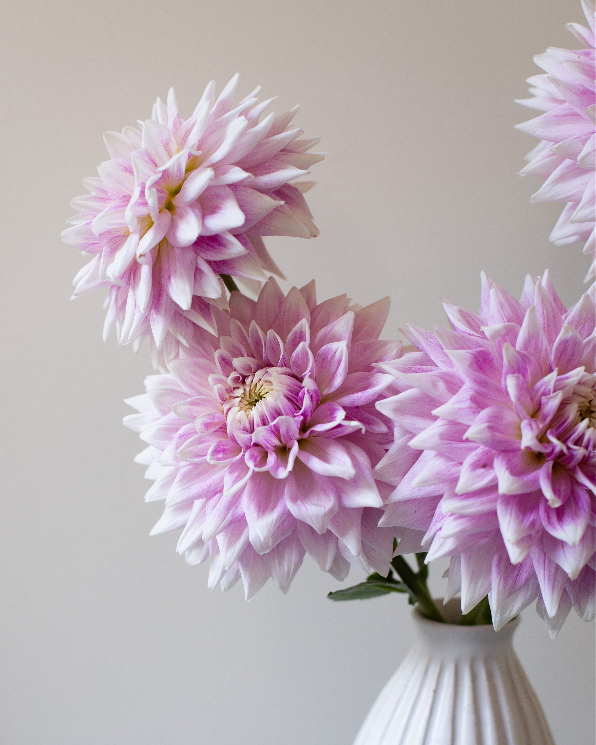 Pink flowers in a white vase on a marble surface with a neutral background