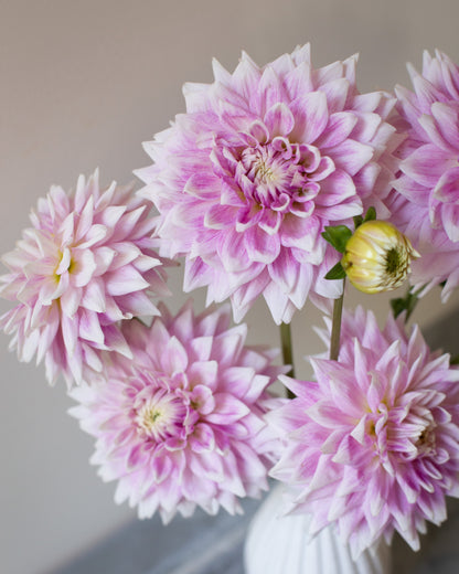 Pink flowers in a white vase on a neutral background