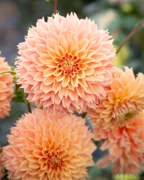 BQSueIMG_3528_grande.jpg?v=