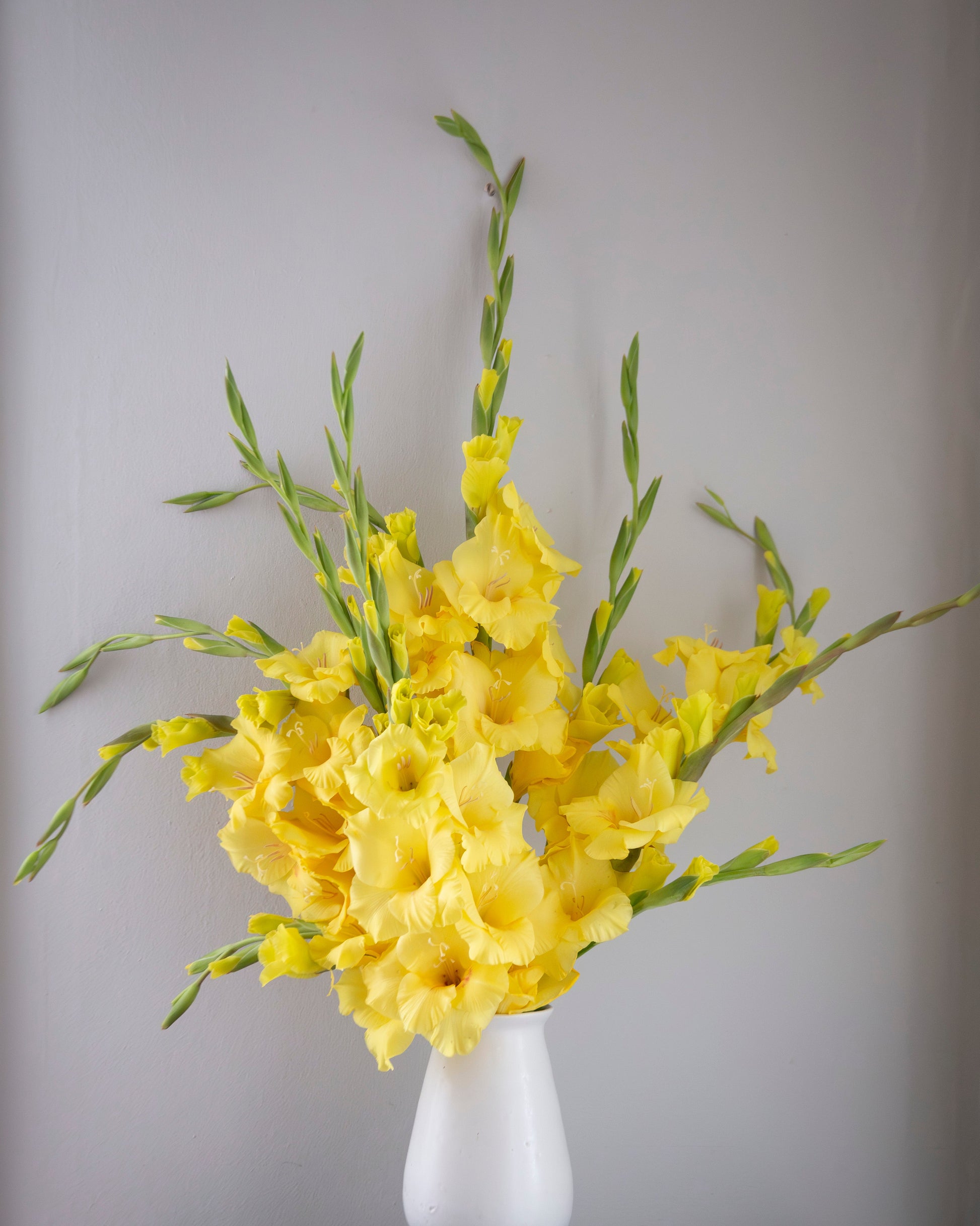 A vibrant yellow gladiolus flower arrangement in a white ceramic vase, displayed on a dark blue wooden surface against a neutral gray wall.