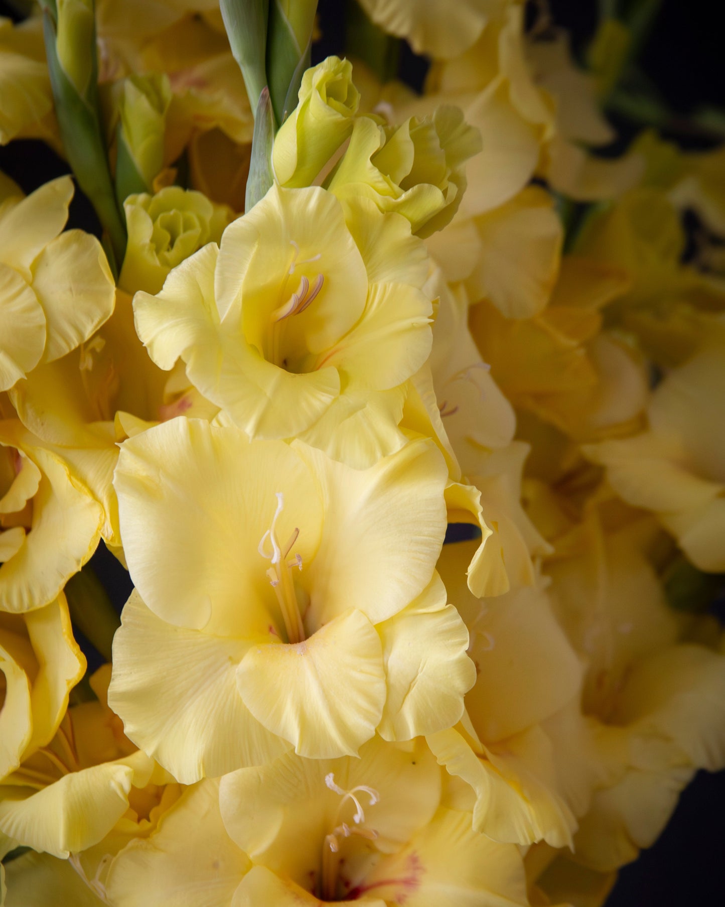 A close-up of pale yellow gladiolus flowers with green stems against a dark background.