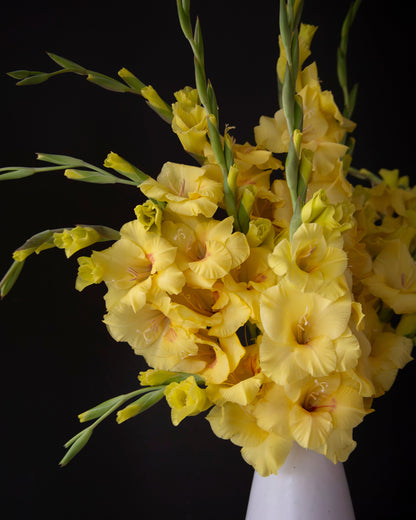 A vibrant yellow gladiolus flower bouquet with green stems and buds, arranged in a simple white vase against a solid black background.