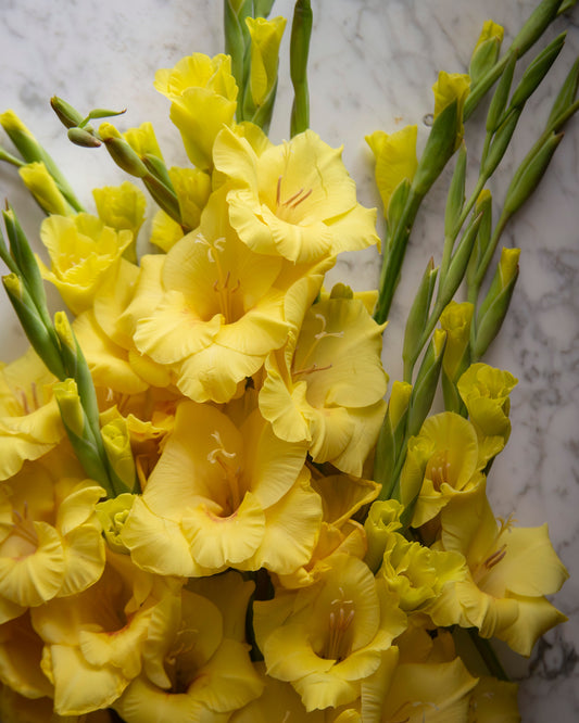 A close-up of a dense bouquet of yellow gladiolus flowers with green stems, photographed against a light marble-like background.