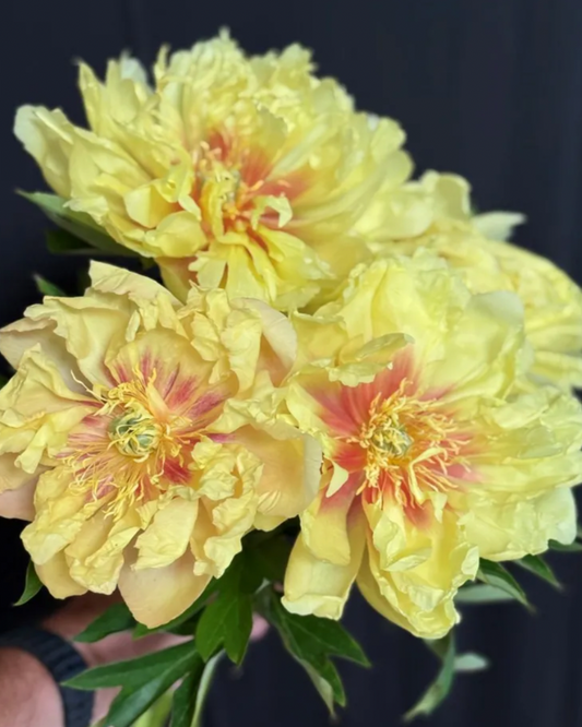 Three yellow peony flowers with a dark background