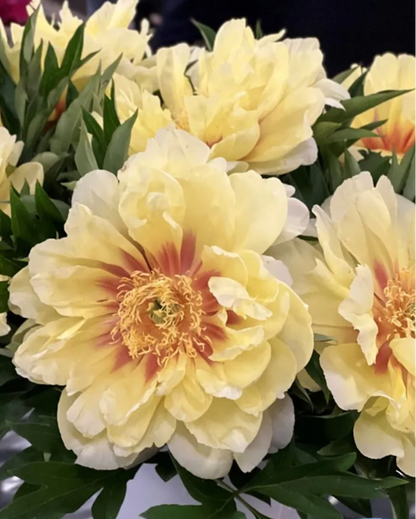 Bouquet of light yellow peony flowers with green leaves
