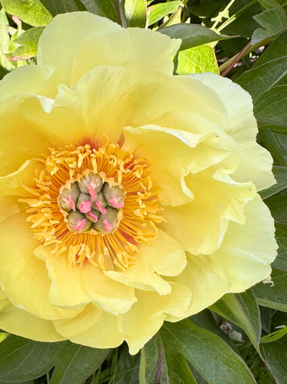 A close-up of a pale yellow Bartzella peony flower in full bloom, surrounded by green leaves. The flower has layered ruffled petals in soft yellow and a bright yellow-orange center with small pink buds.