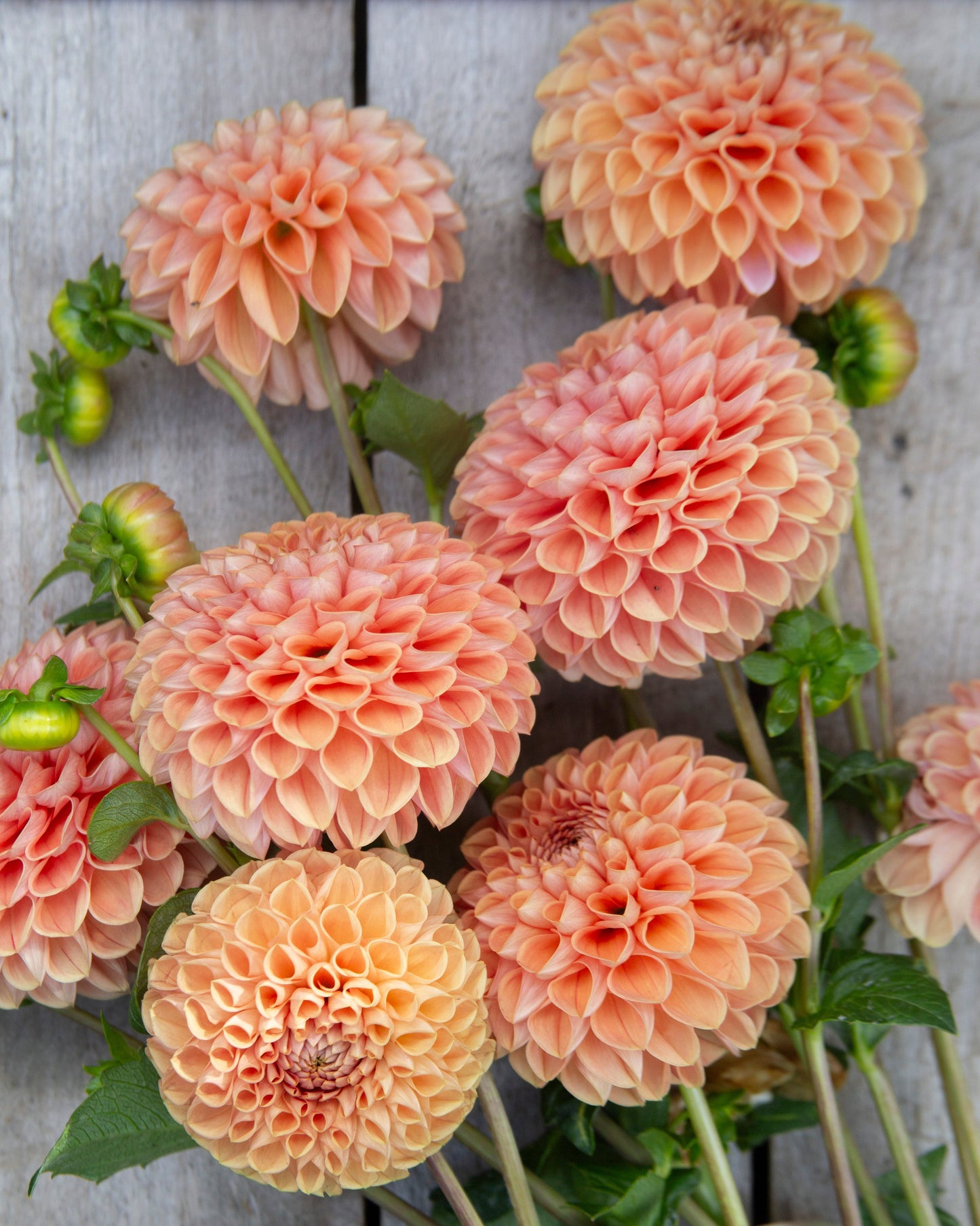 Bouquet of peach-colored dahlias on a wooden surface