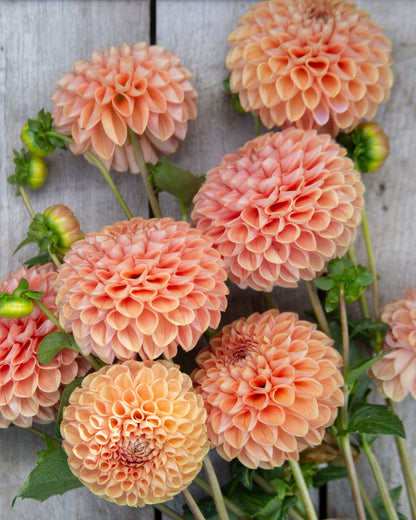 Bouquet of peach-colored dahlias on a wooden surface