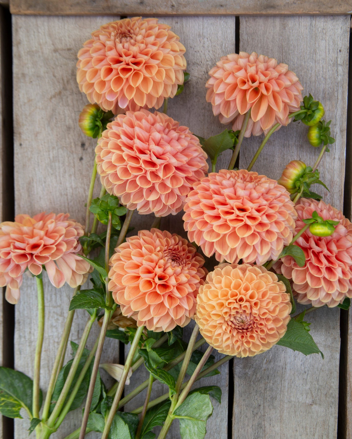 Bouquet of peach-colored dahlias against a wooden background
