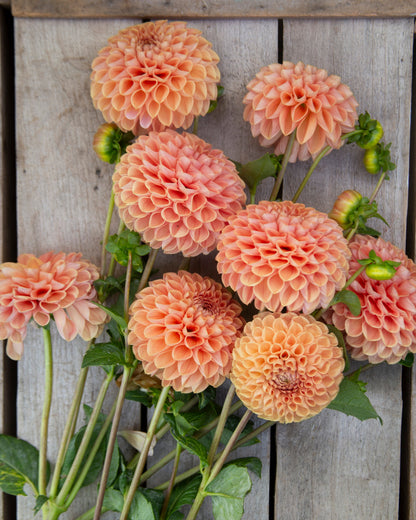 Bouquet of peach-colored dahlias against a wooden background