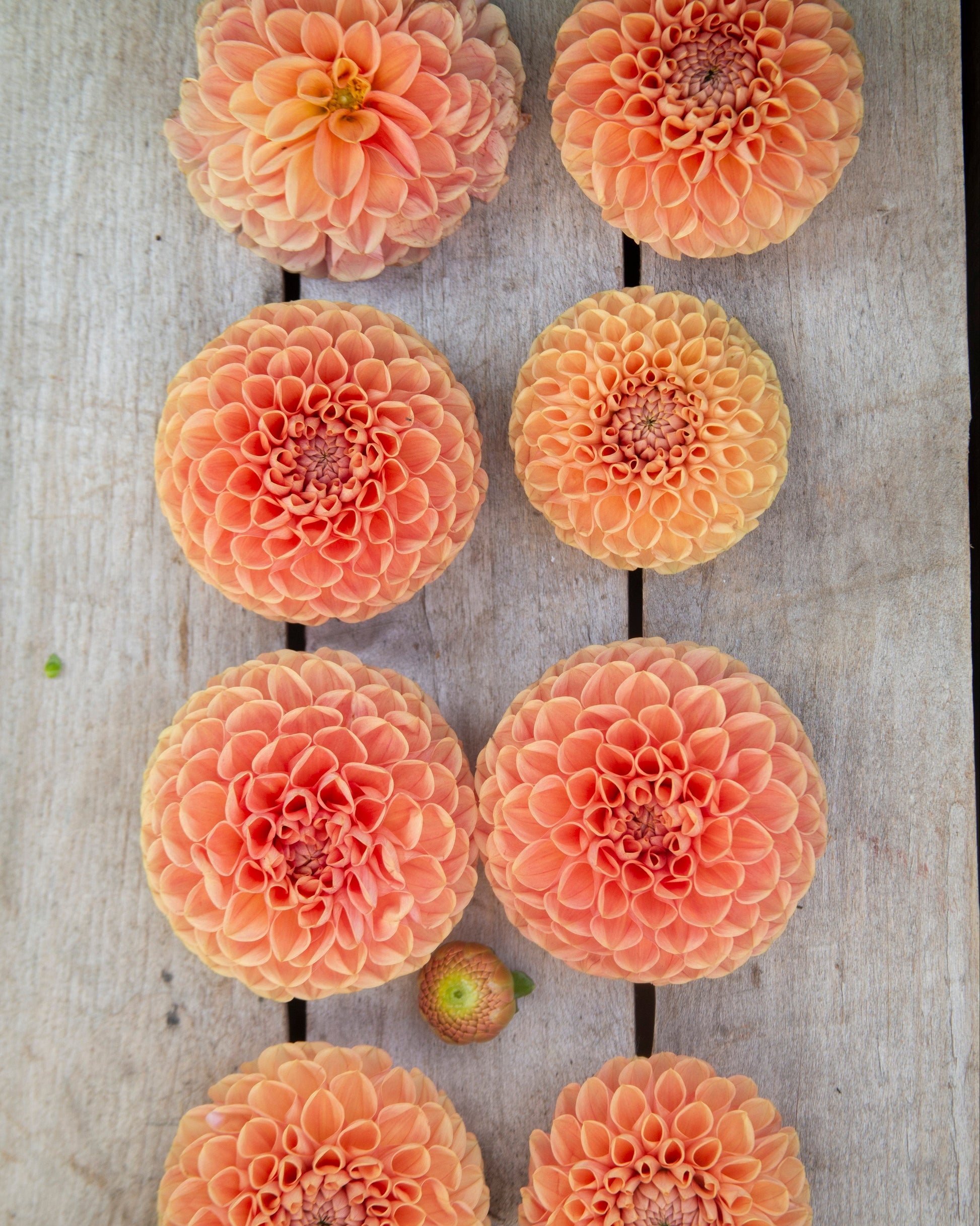 Orange flowers arranged on a wooden surface
