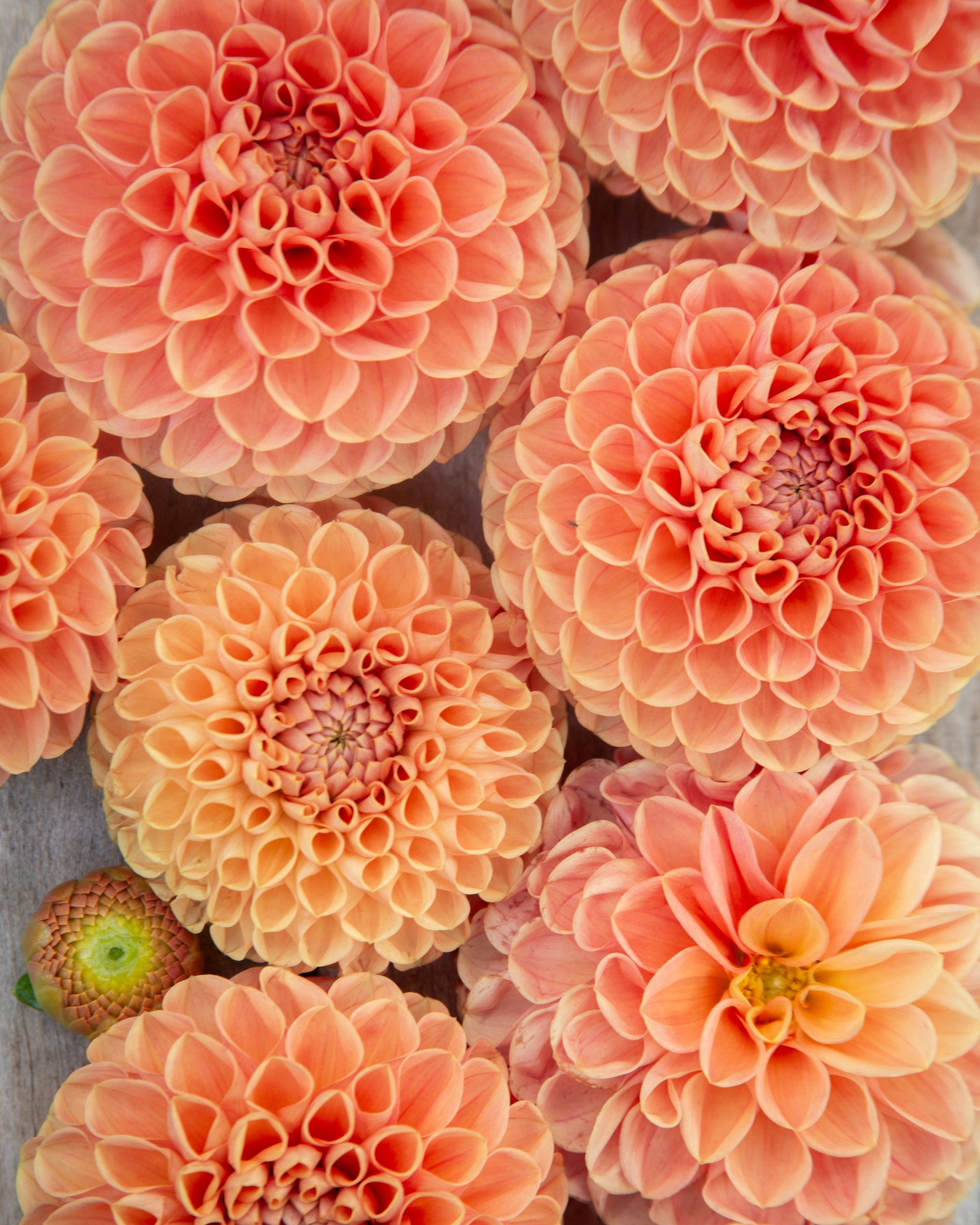 Close-up of pink dahlias with a blurred background