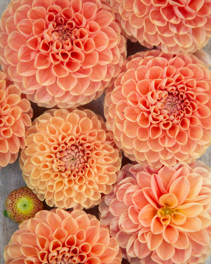 Close-up of pink dahlias with a blurred background