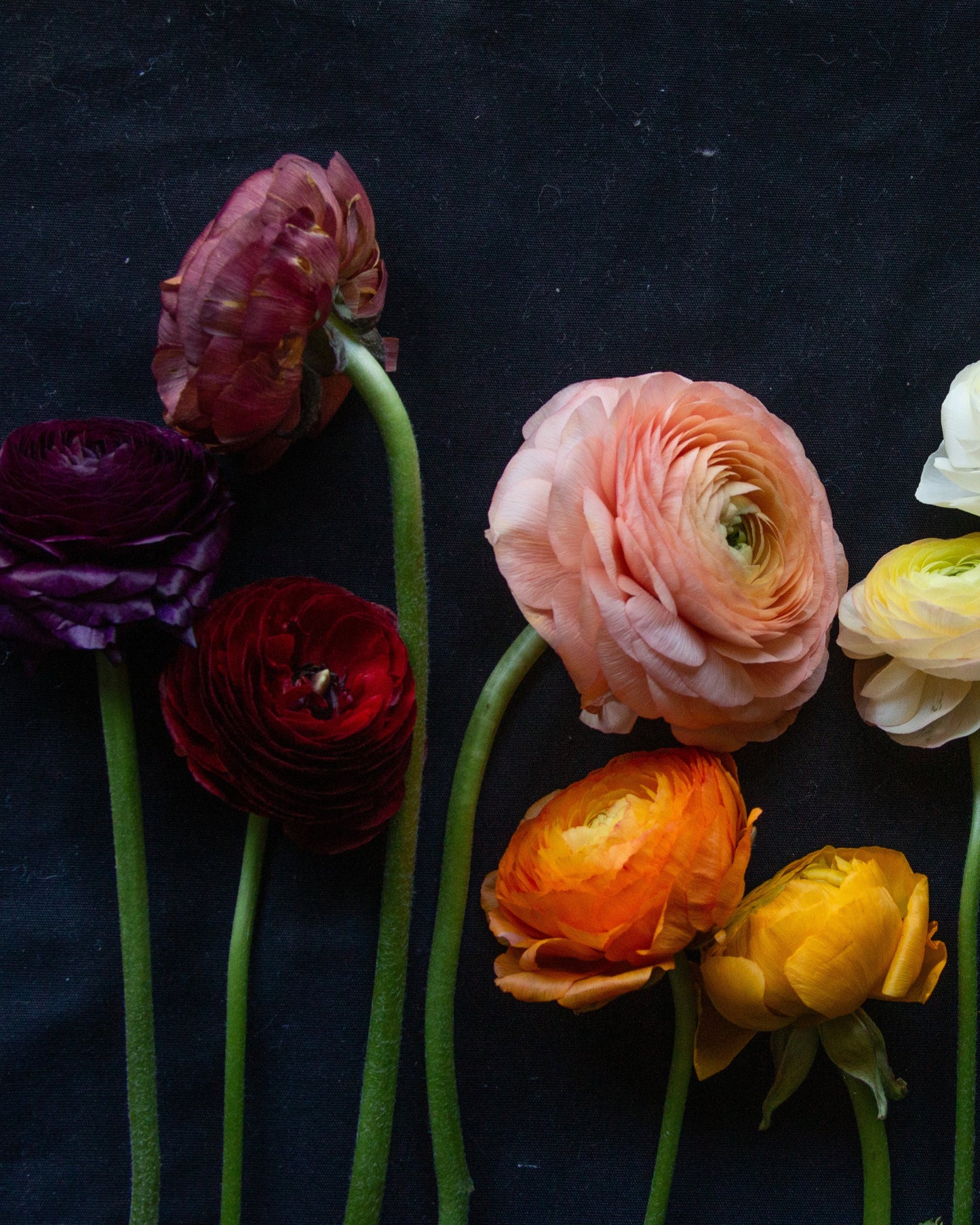 Colorful flowers arranged on a dark background
