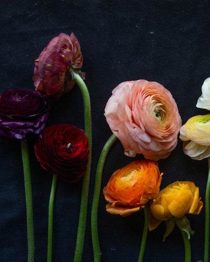 Colorful flowers arranged on a dark background