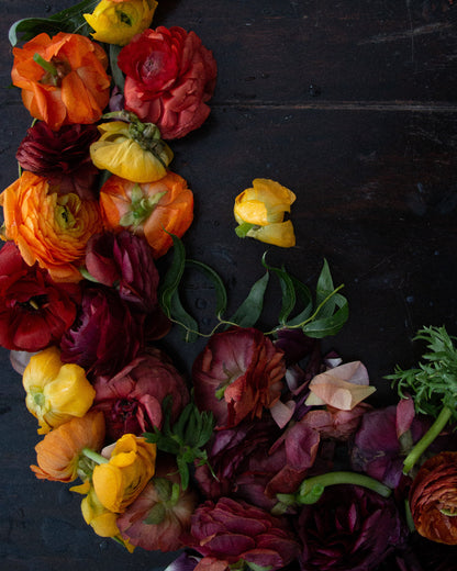 Ranunculus Bella Sera