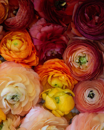 Ranunculus Bella Sera