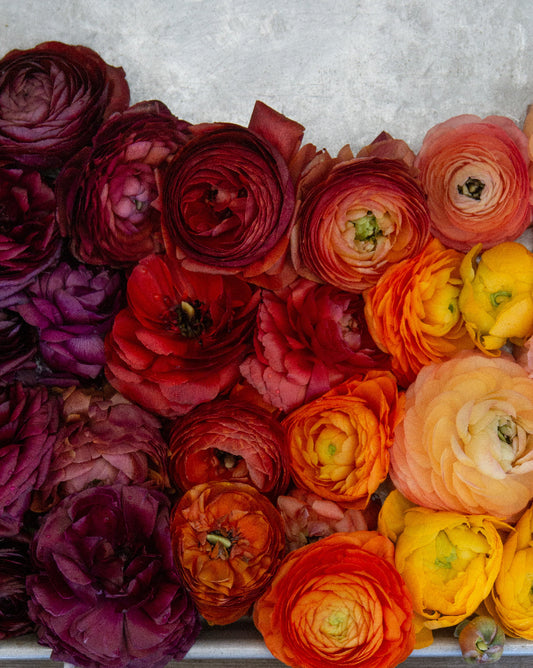 Ranunculus Bella Sera