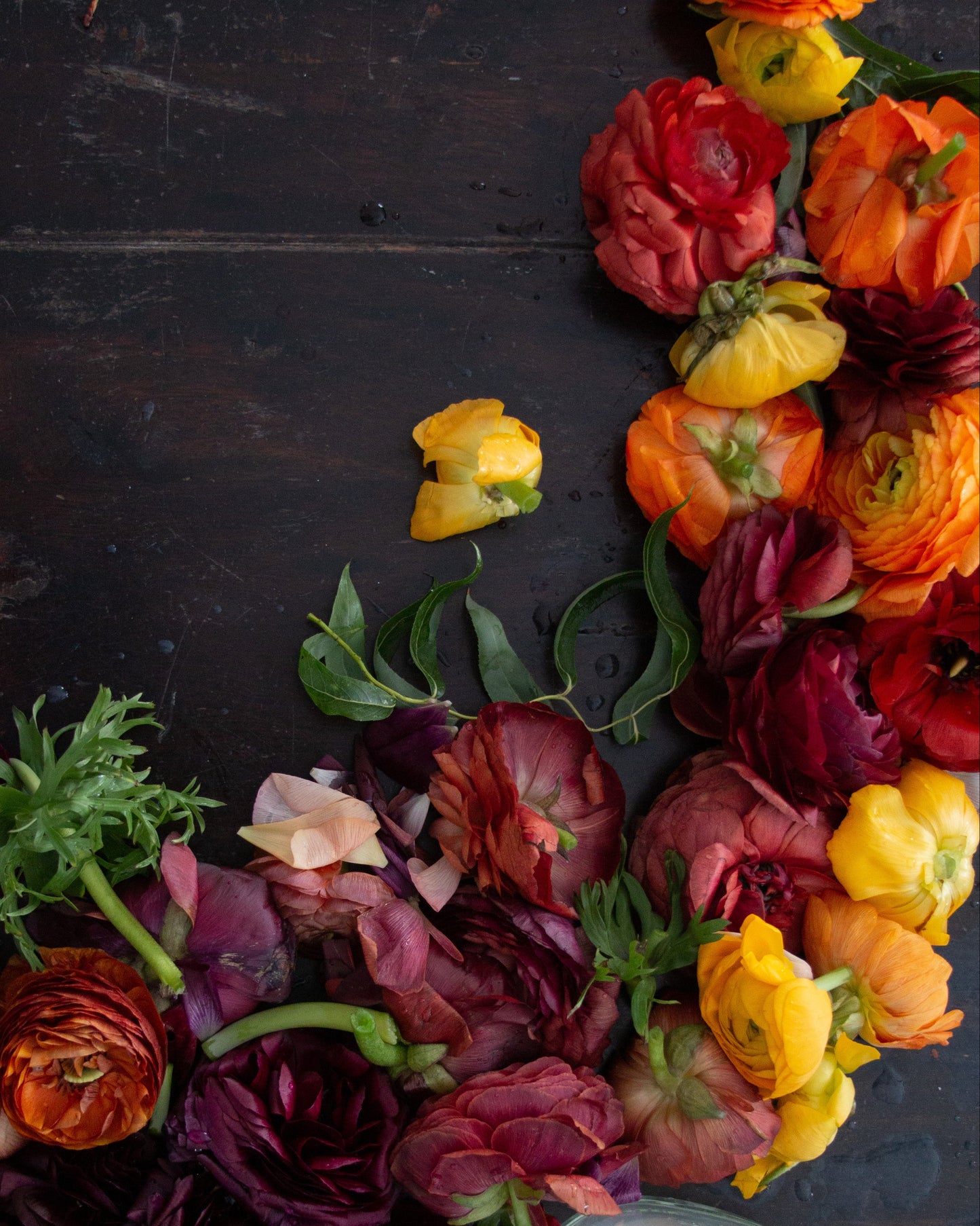 A styled flat-lay of fresh ranunculus flowers in vibrant orange, yellow, and deep burgundy-red tones, scattered across a dark rustic wooden surface next to a clear glass jar.