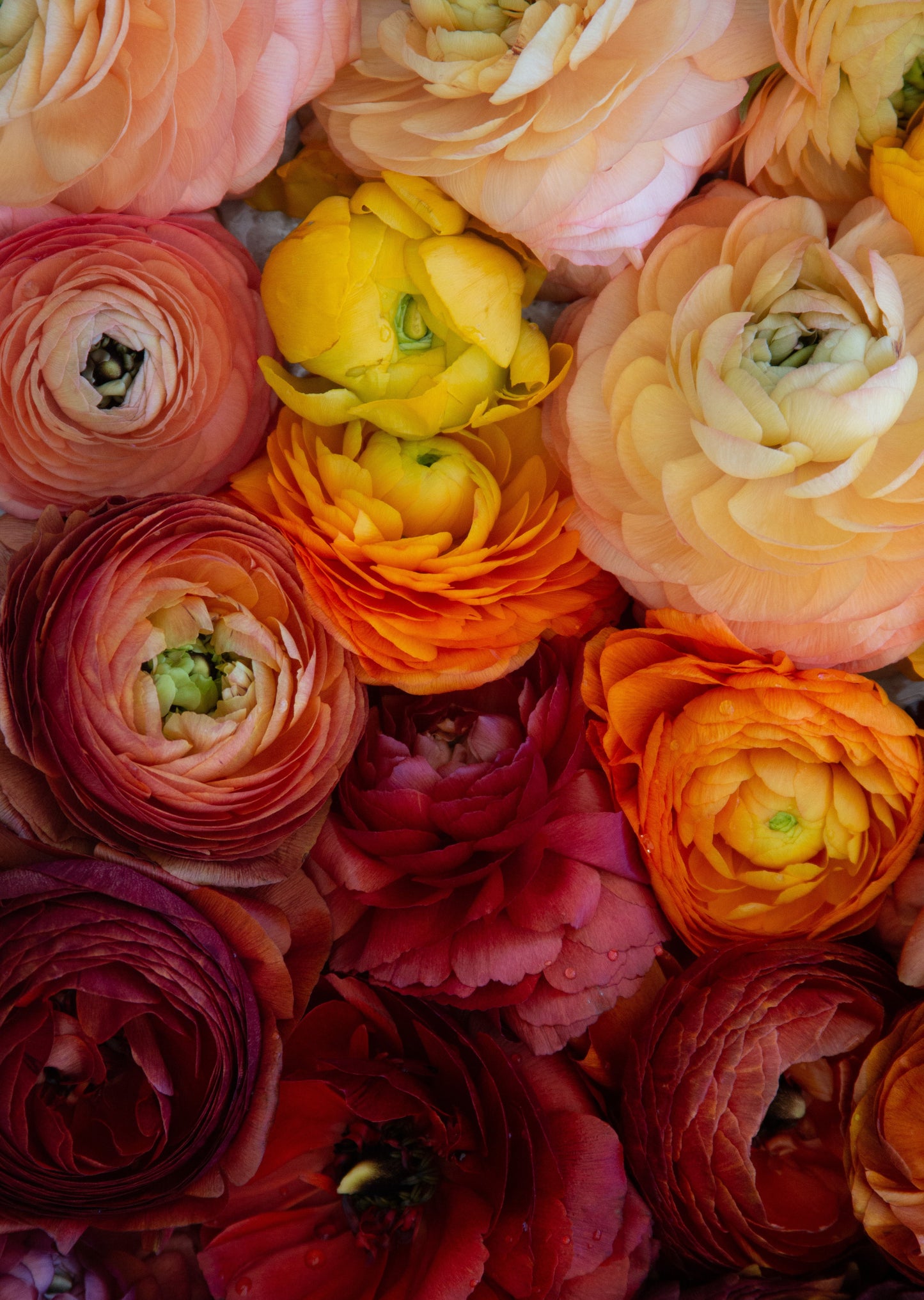 Ranunculus Bella Sera