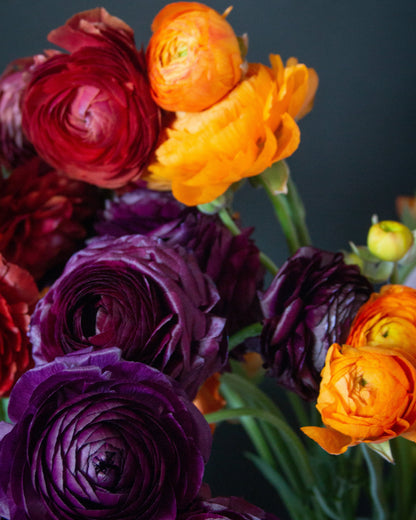 A close-up bouquet of ranunculus flowers in deep burgundy, dark purple, and bright orange, with green stems against a dark charcoal background.