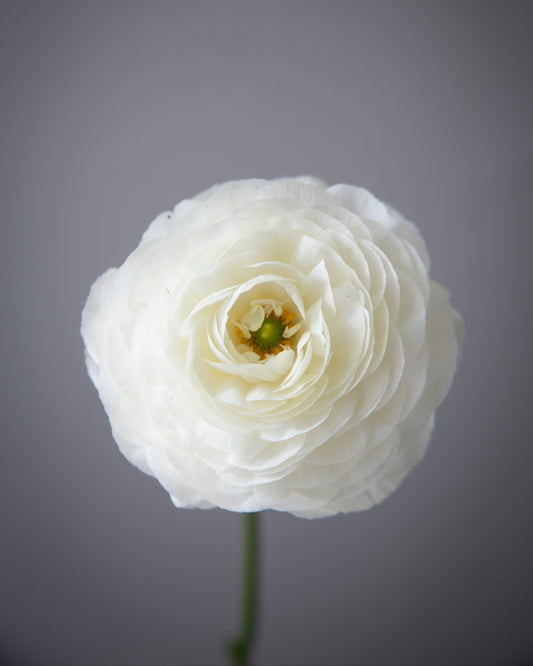 White ranunculus against a gray background