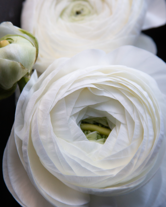 Ranunculus Bianco