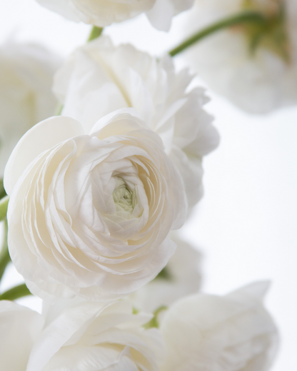 Ranunculus Bianco